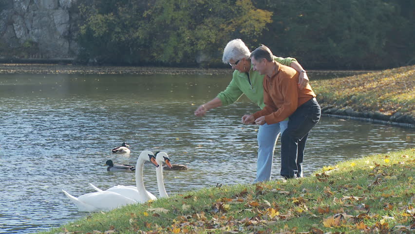 senior couple feeding swans on lake in park
