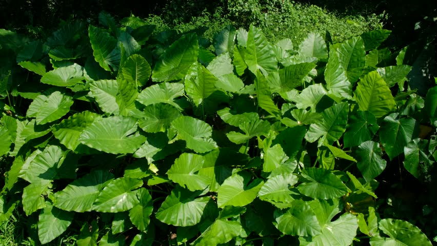 Header of Alocasia