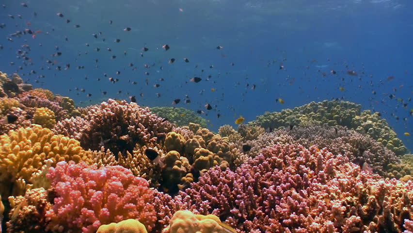 Colorful Fish on Vibrant Coral Reef, static scene, Red sea