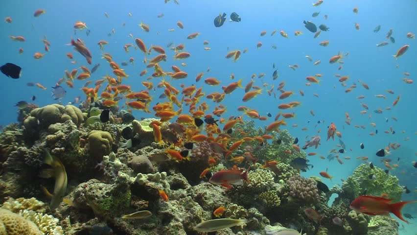 Colorful Fish on Vibrant Coral Reef, static scene, Red sea