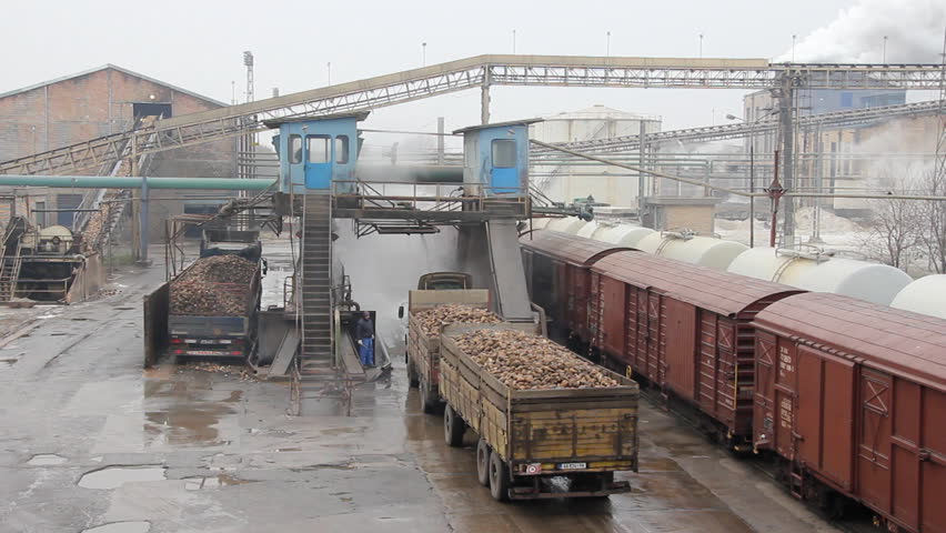 Sugar beet on a trunks goes to the food processing plant, Sugar Factory