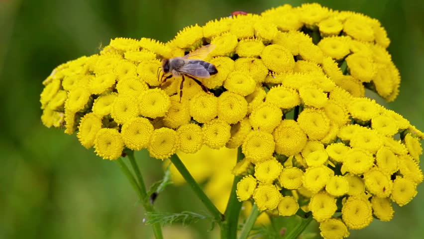 Yellow flower slowly swinging in the wind with ladybug in bloom