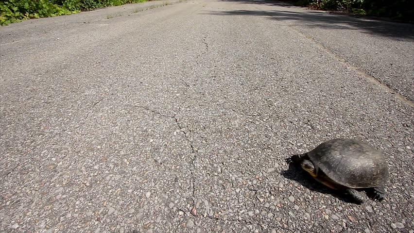 An Endangered Blanding's Turtle (Emydoidea blandingii) Crosses a Road. Road Mortality is a Leading Cause of Decline in Turtle Species.