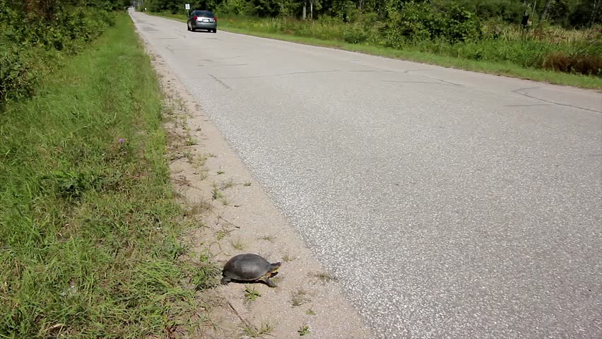 An Endangered Blanding's Turtle (Emydoidea blandingii) Crosses a Road. Road Mortality is a Leading Cause of Decline in Turtle Species.