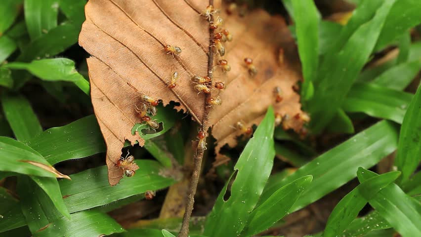 Termite swarms are living leaves.