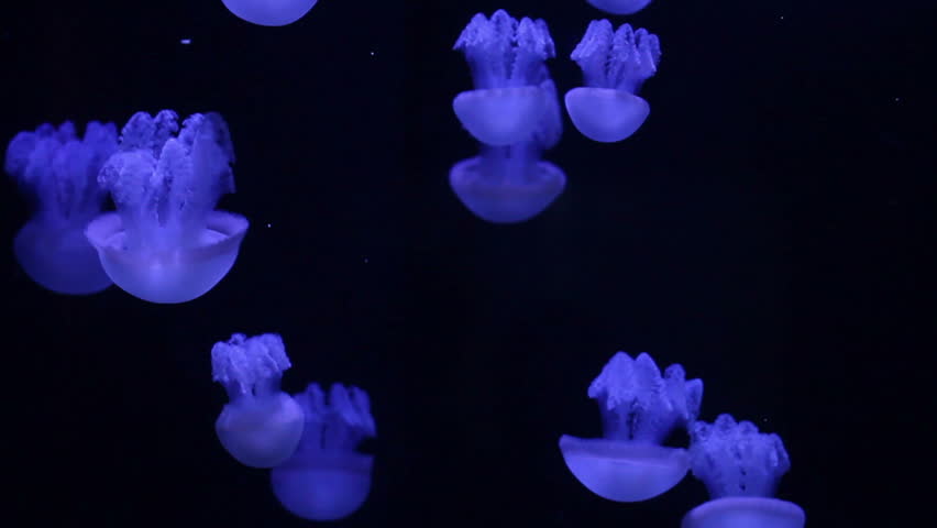 Medusa, blue jellyfish swimming