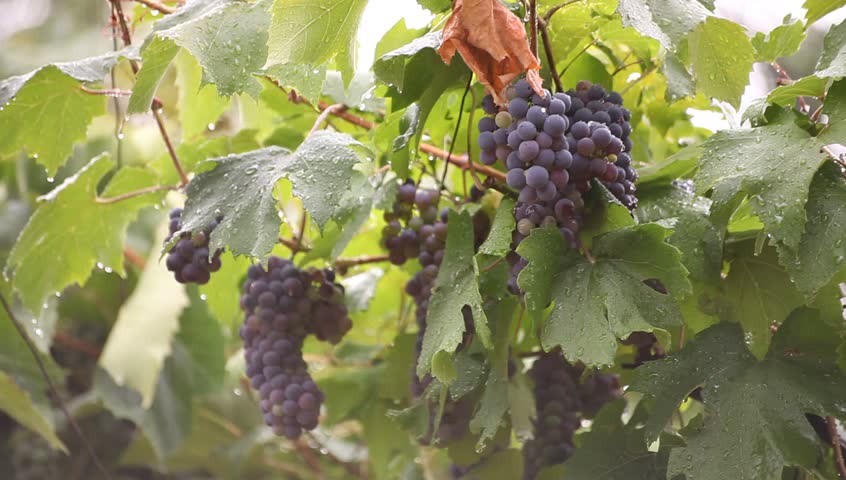 Rain drops over vine leaves and red grapes.
