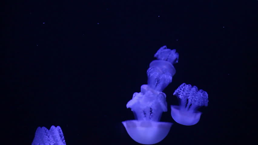 Medusa, blue jellyfish swimming