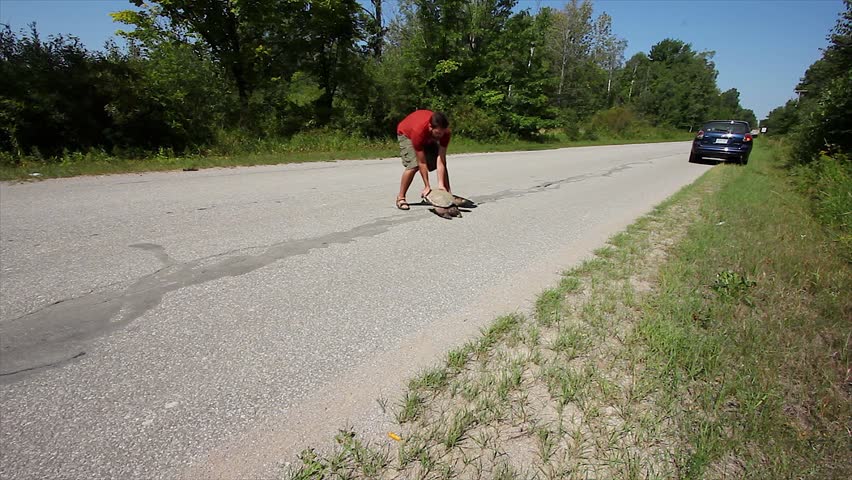 A Man Stops His Car to Assist a HUGE Snapping Turtle (Chelydra serpentina) Across a Road Before it is Hit by a Car.  Road mortality is a leading cause of decline in turtle species.