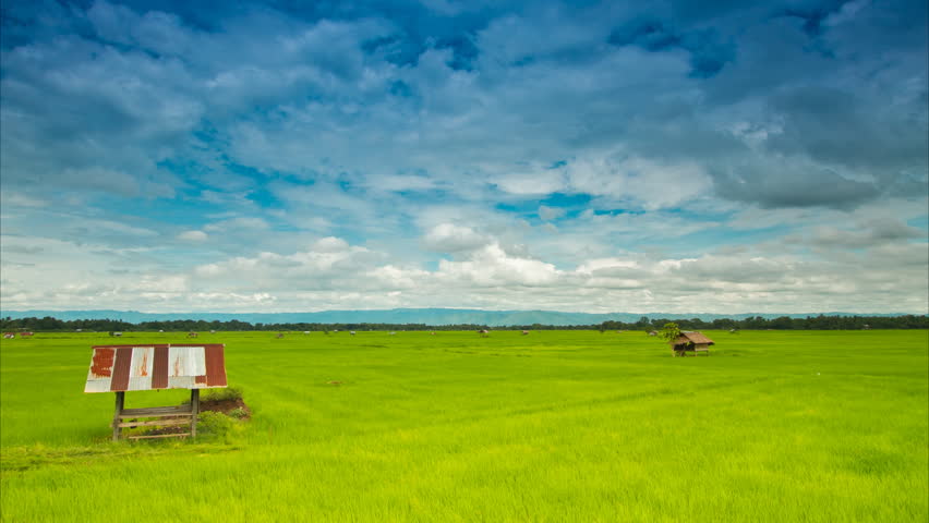 Overall, rice farm in Thailand : Time lapse