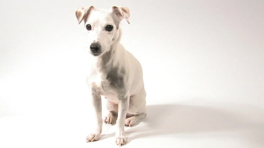 Action Jack Russel