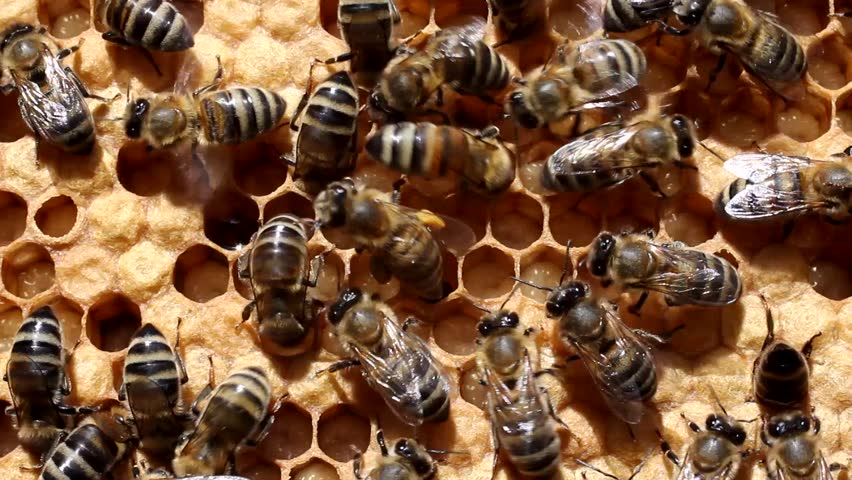 Bees take care of their offspring. They cool the cocoons, which are larvae.