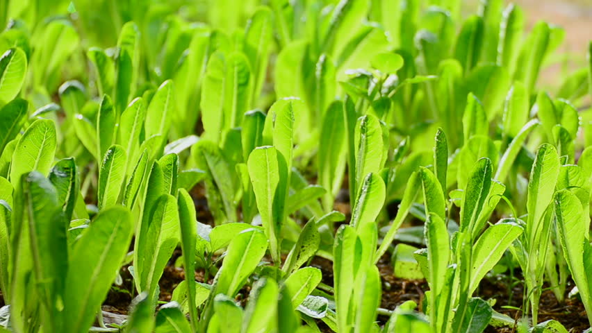 Vegetables of watering