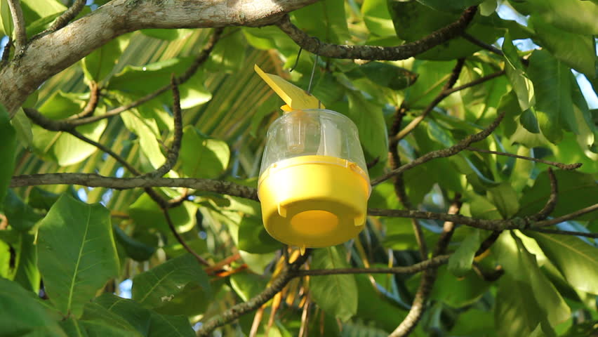 Insect specimen collection trap hanging from tree.  