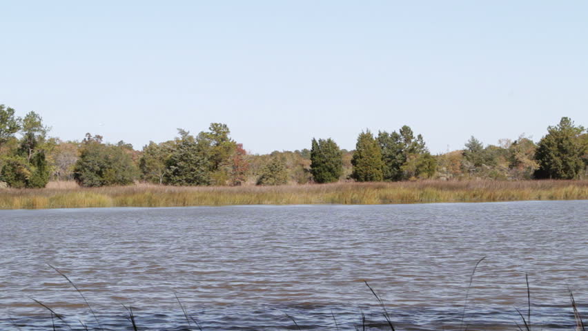 A swamp area on a plantation in South Carolina, USA. A small river runs through a swamp area. Reeds grow in the water.