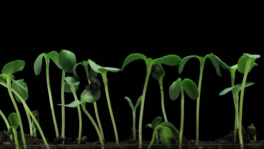 Time-lapse of germinating sunflower seeds 6b2
