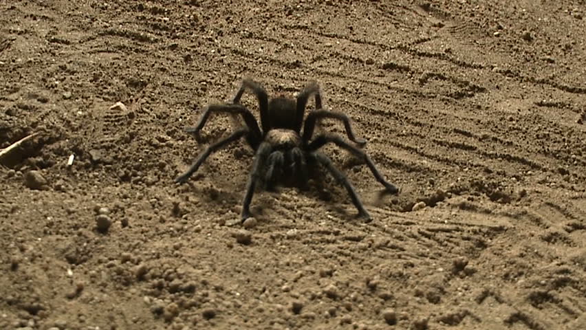 Tarantula spider