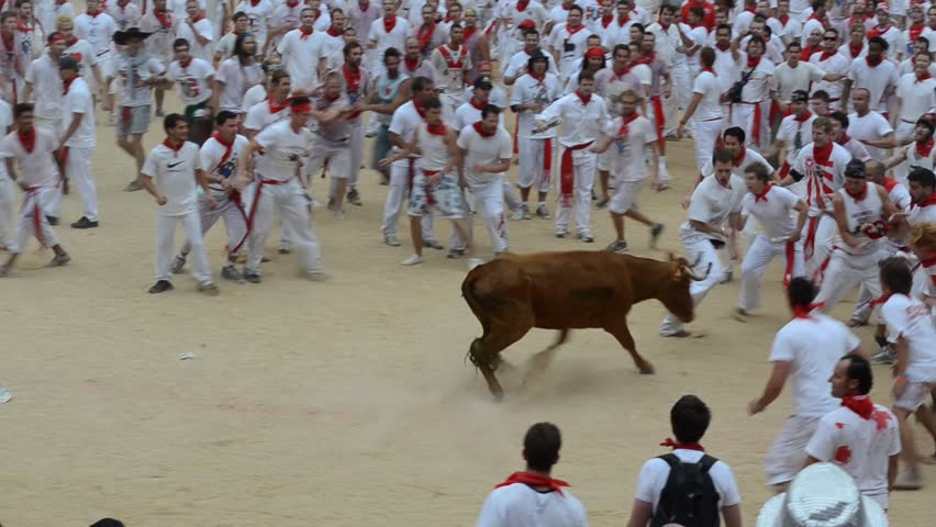 PAMPLONA - SPAIN - CIRCA JULY 2012: Revelers try to escape a wild cow in the bull ring at the end of the Running of the Bulls during San Fermin Festival in Pamplona, Spain circa July 2012.