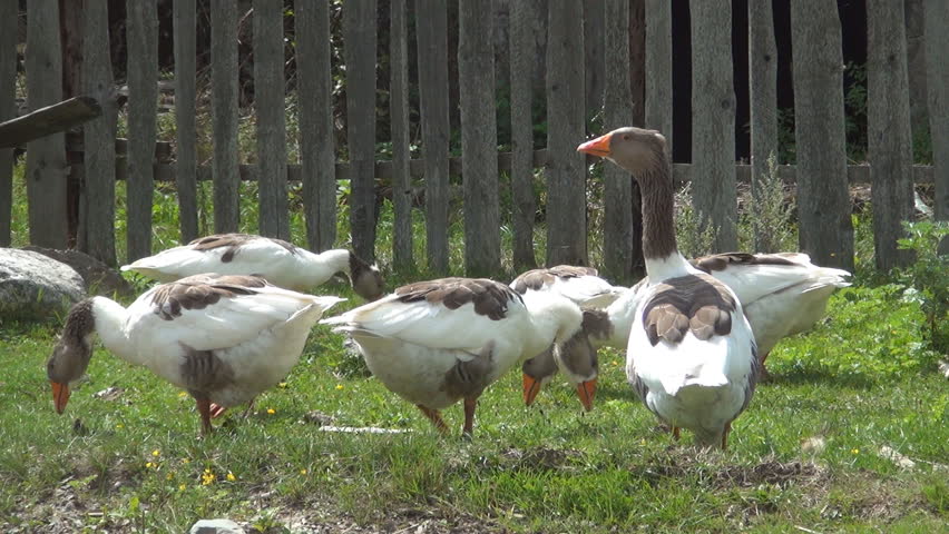 Geese Eating Grass, Close Up, Geese Grazing, Domestic Geese Nibbling Green Grass