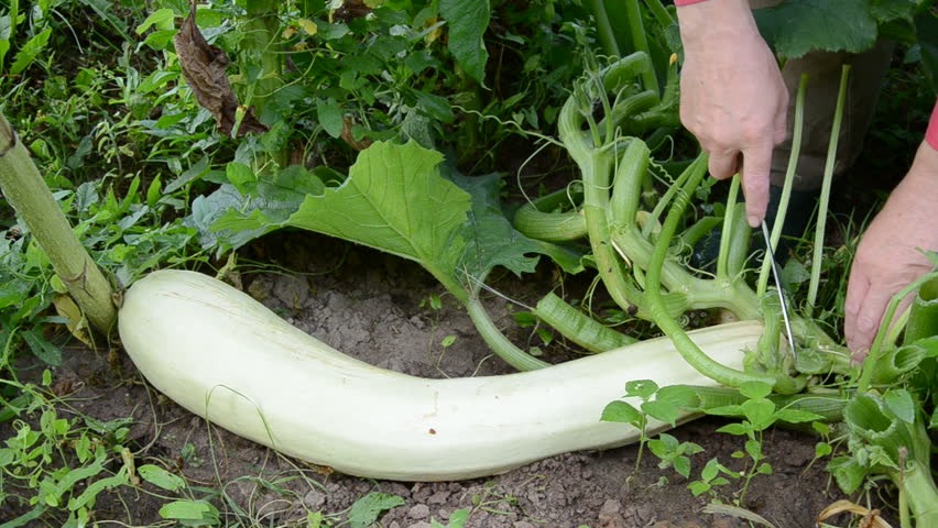 cut off fresh big zucchini in farm garden