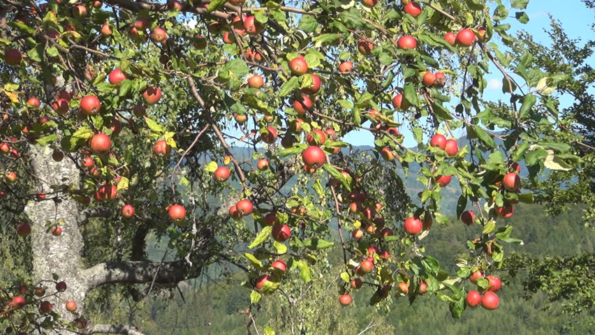 Apple Tree, Branches of Apples, Ecological Apples, Organic Fruits, Apple Orchard
