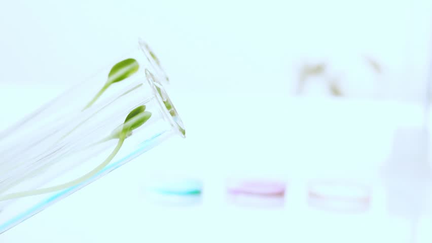 Scientist analyzing plants in test tubes