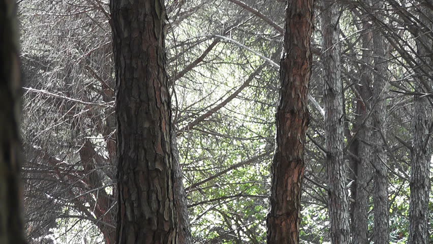 Trees