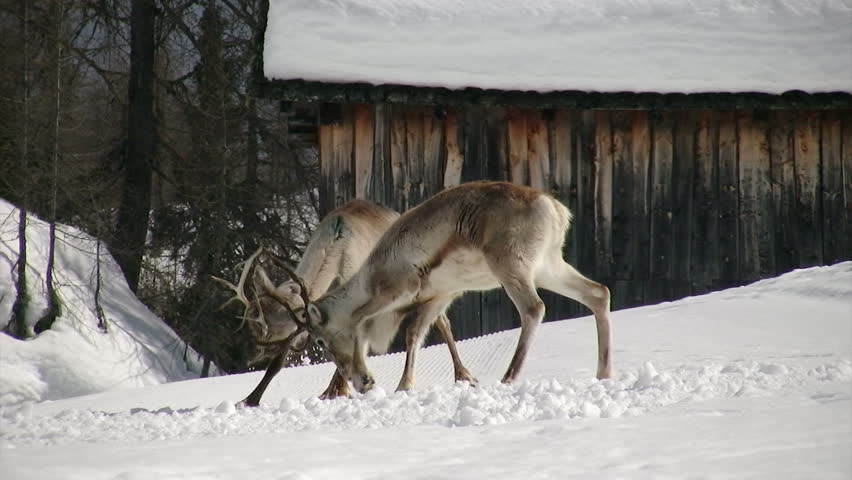 reindeer fight second part