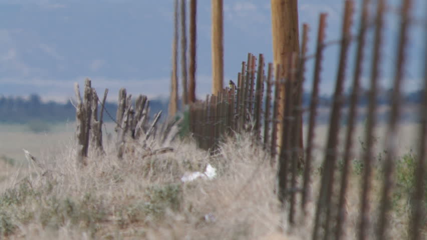 A telephoto shot looking down a barbed wire fence with telephone poles and a bird flying.