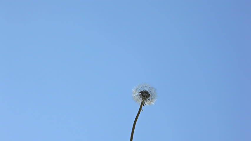 Dandelion in the wind 