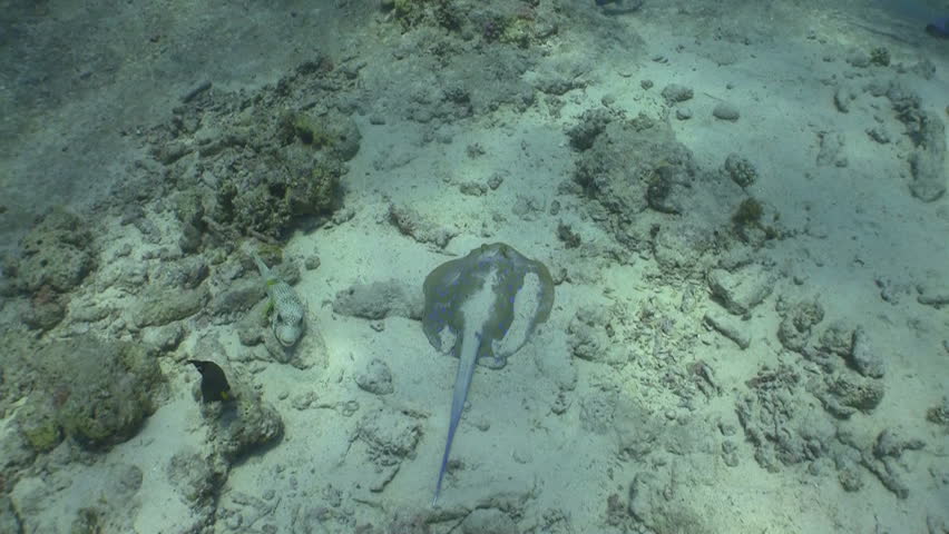Blue Spotted Stingray swims on the coral reef, Red sea