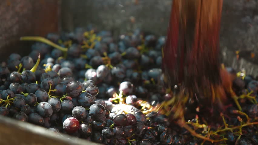 Homemade wine production - tread out the juice from the grapes
