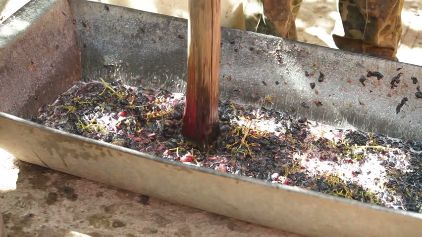 Homemade wine production - tread out the juice from the grapes