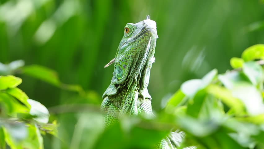 Lazy iguana lay on the tree