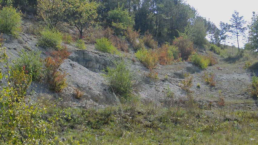 Trees and bushes on the rock hill