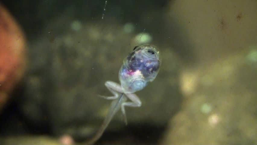 A tiny tadpole with back legs feeding in a pond.