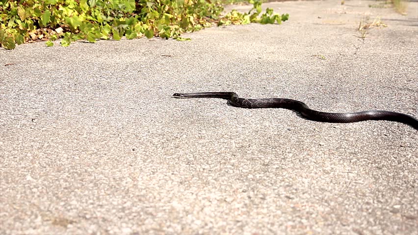 Black Ratsnake slithering across a road in Ontario, Canada. Also known as Gray Rat Snake (Elaphe / Pantherophis / obsoleta / spiloides)