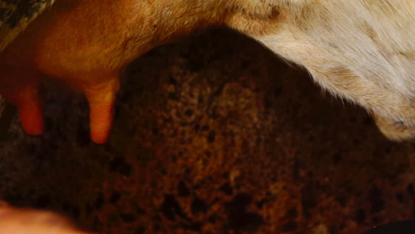 milking a cow  in a stable