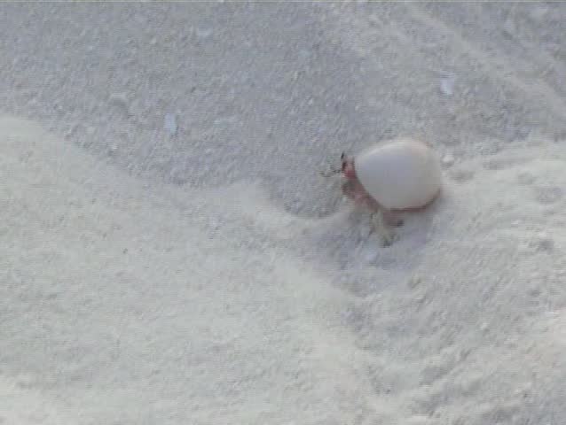  crawfish crawling on the white sand beach