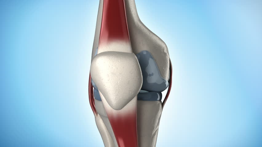 Knee medical anatomy in loop