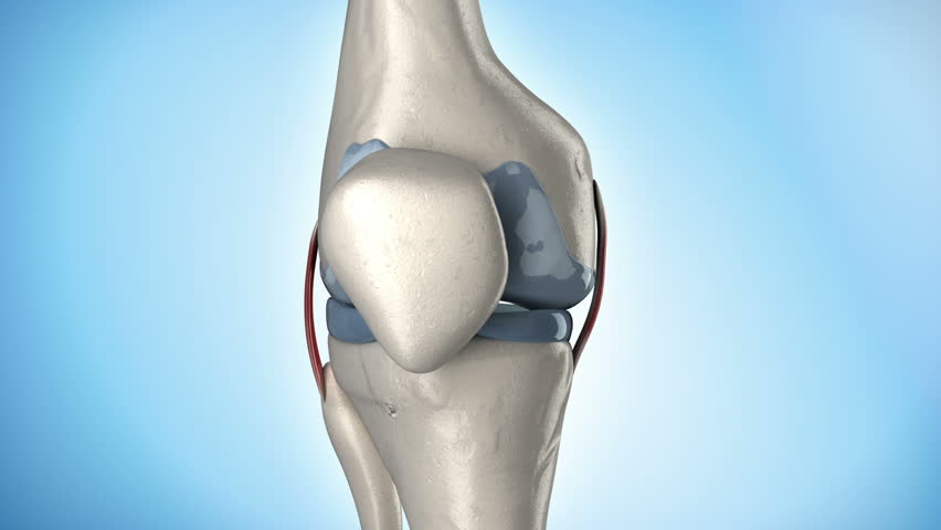 Human knee anatomy rotation