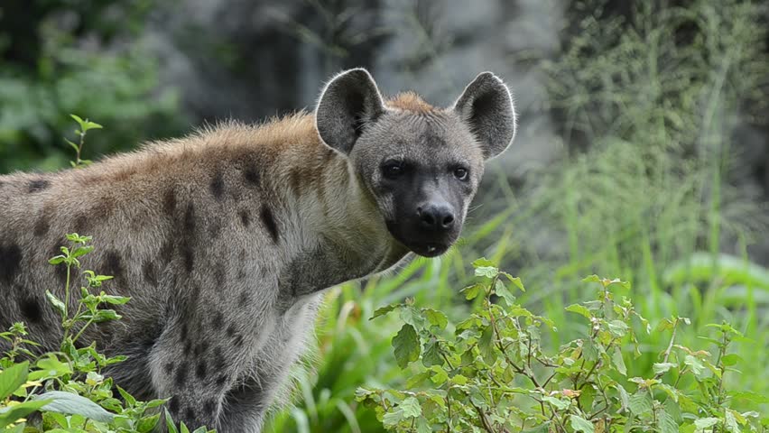 Hyena