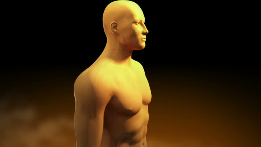 Flow of food from ingestion through mouth to absorption by stomach small intestine large intestine colon ileum jejunum human male digestive system tract transparent 3D CG organ model animation