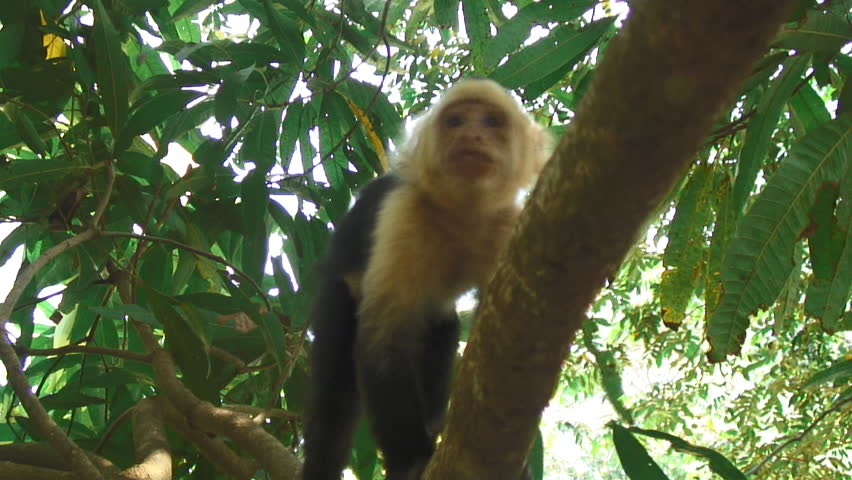 White-Headed Capuchin Monkeys On A Tree Branch In Uvita, Costa Rica