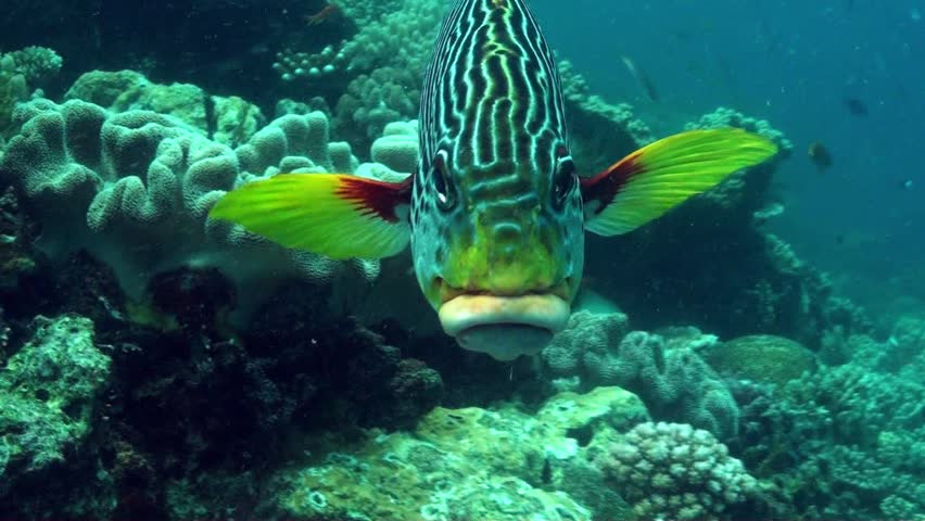 A collection of colorful diagonal banded sweetlip on the reef clips.