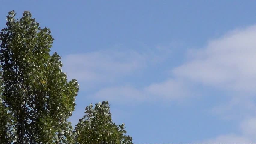 Poplar branches in the wind against the sky