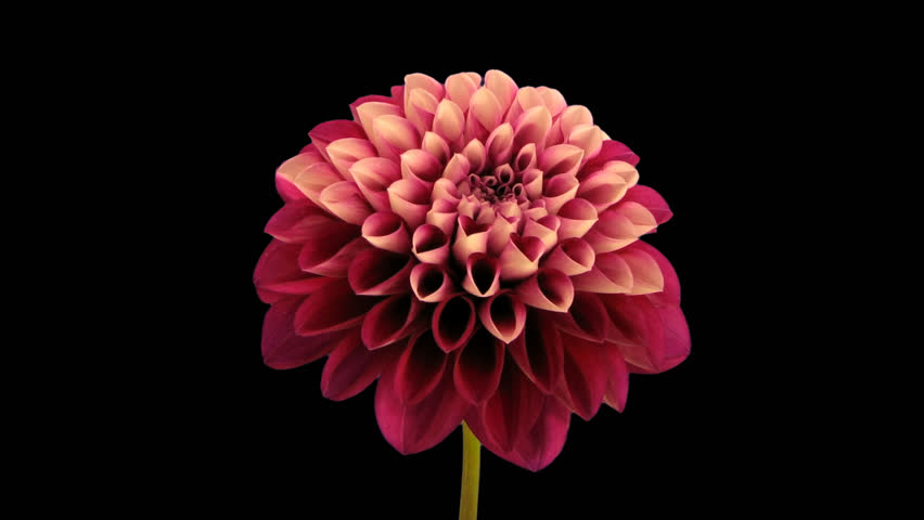 Time-lapse of opening and dying red dahlia flower 9e in PNG+ format with alpha transparency channel isolated on black background
