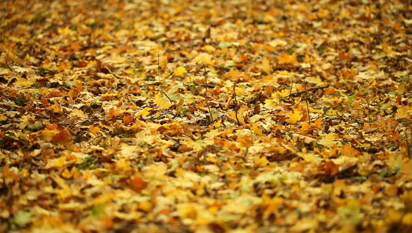 Autumn leaves are falling