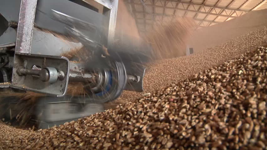 processing grain in granary