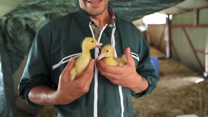 Cheerful farmer holding ducklings in his arms